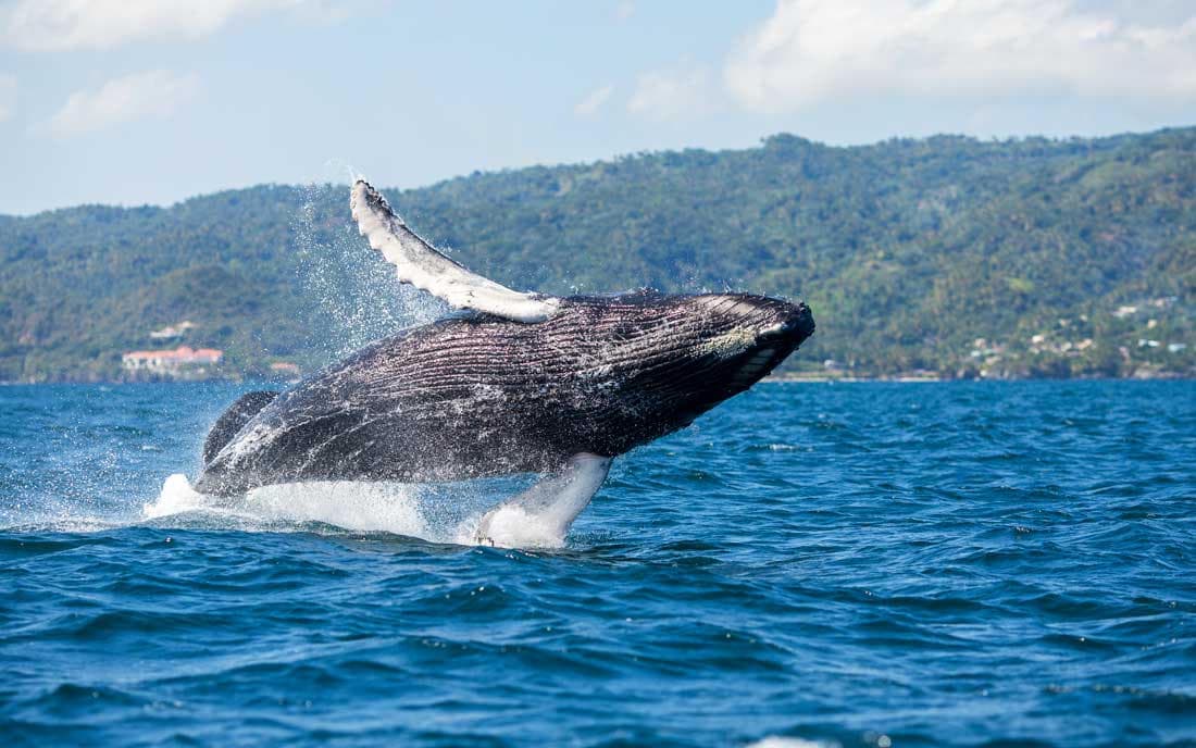 Tours Ballenas Jorobadas